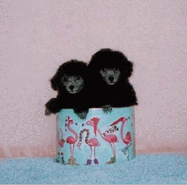 Calisa Silver Poodle Twins